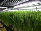 Hydroponic Fodder - container Fodder production